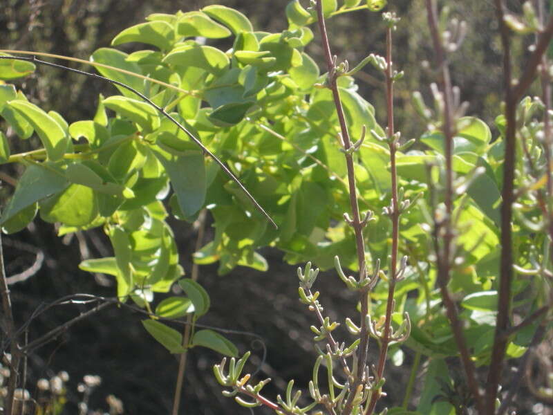 Слика од Dioscorea hemicrypta Burkill