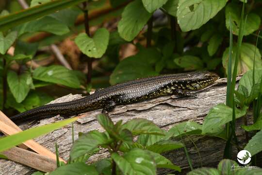 Image of Western Glossy Swamp Skink