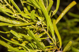 Sivun Geijera linearifolia (DC.) J. Black kuva