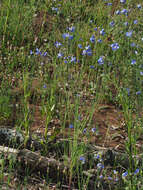 Image of Heliophila coronopifolia L.