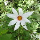 Image of Dahlia campanulata Saar, P. D. Sørensen & Hjert.