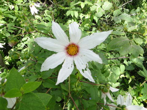 Image of Dahlia campanulata Saar, P. D. Sørensen & Hjert.