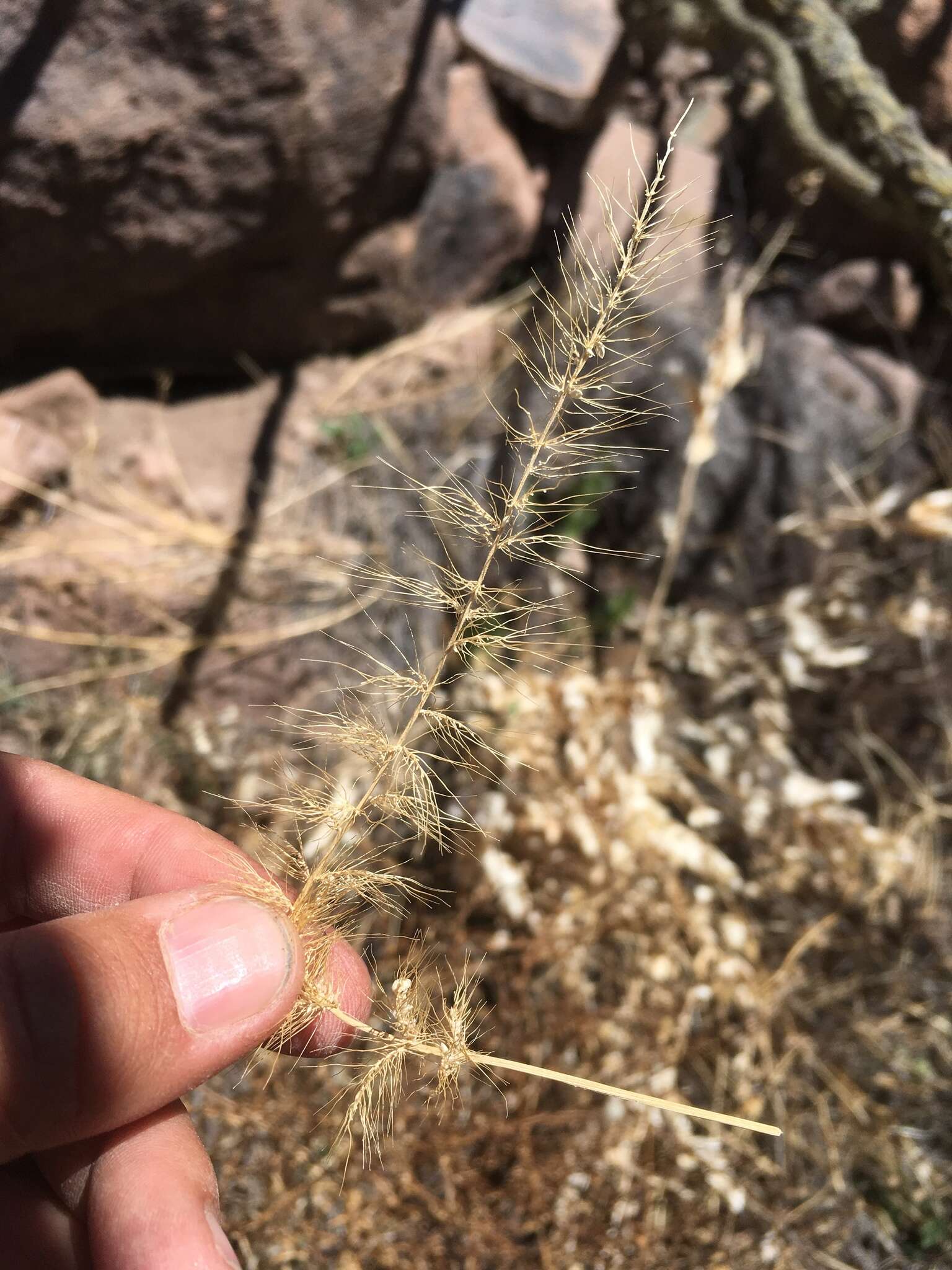 Image de Setaria grisebachii E. Fourn.