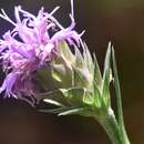 Image of scaly blazing star