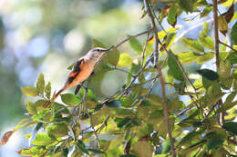 Image of Rosy Minivet