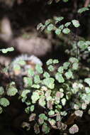 Image of Adiantum poiretii Wikstr.