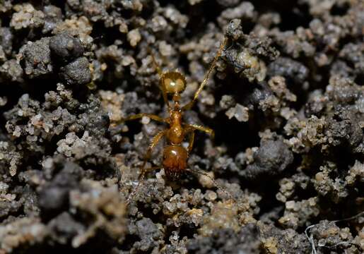 Image of Aphaenogaster pythia Forel 1915