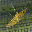 Image of Ommatospila Moth