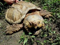 Image of Macrochelys