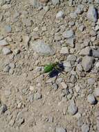 Image of saddle-backed bushcricket