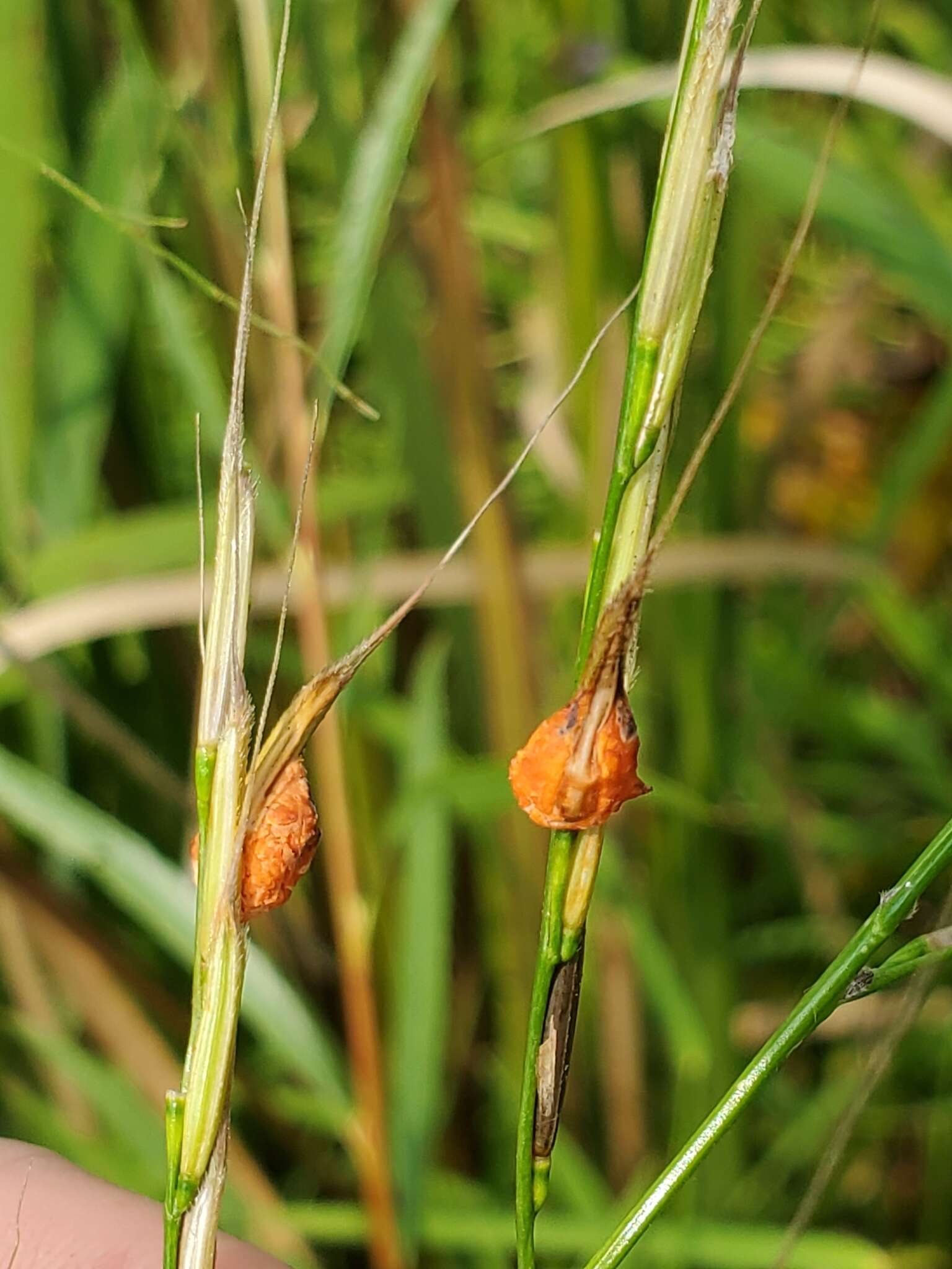 Plancia ëd Claviceps zizaniae (Fyles) Pantidou ex Redhead, M. E. Corlett & M. N. L. Lefebvre 2009