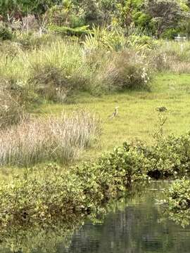 Image of Australasian Bittern