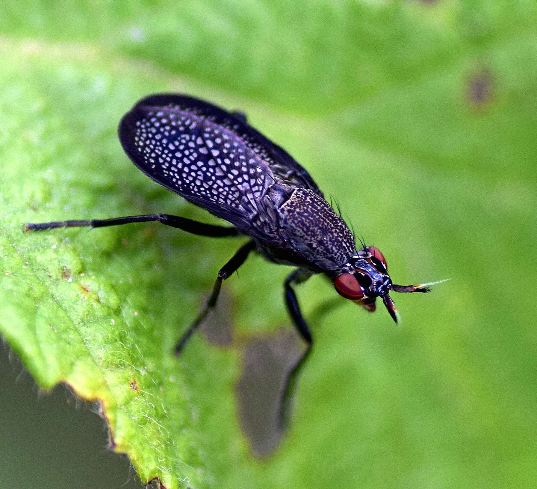 Image of Coremacera marginata (Fabricius 1775)