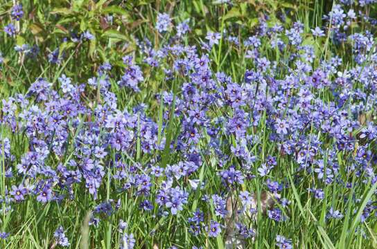 Sisyrinchium mucronatum Michx.的圖片