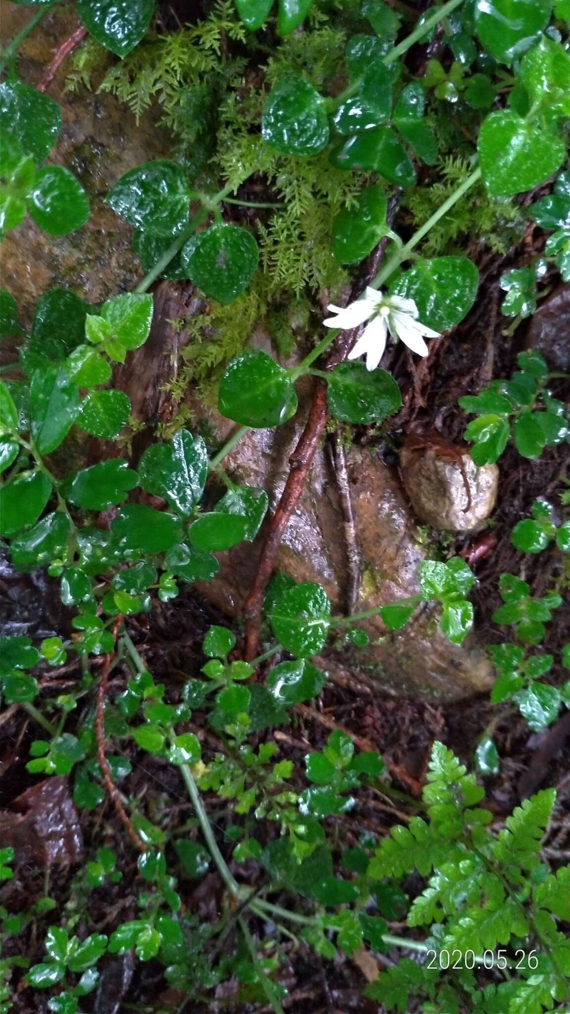 Слика од Nubelaria arisanensis