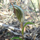 Image of Long-tongued shell orchid