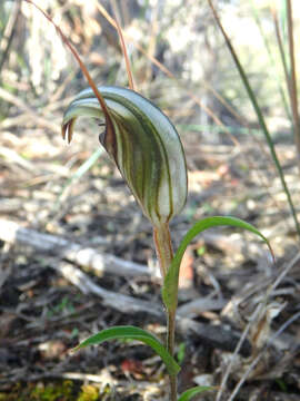 Image of Long-tongued shell orchid