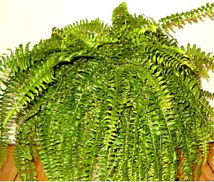 Image of Boston swordfern