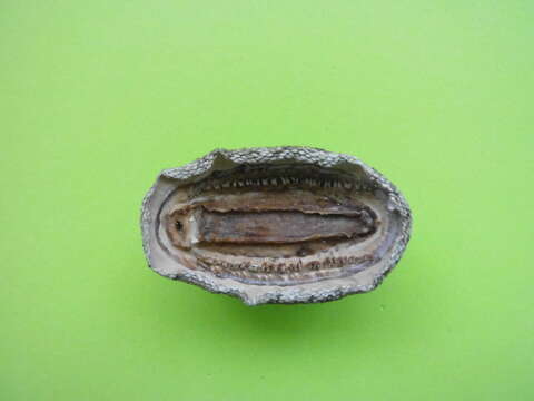 صورة Chiton tuberculatus Linnaeus 1758