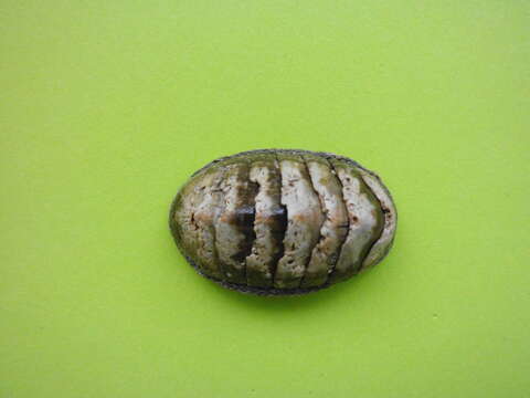 Image of West Indian green chiton