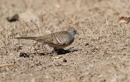 Image of Barred Dove