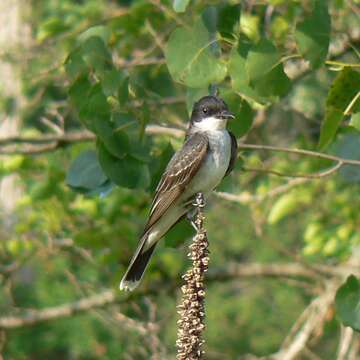 Image of Eastern Kingbird