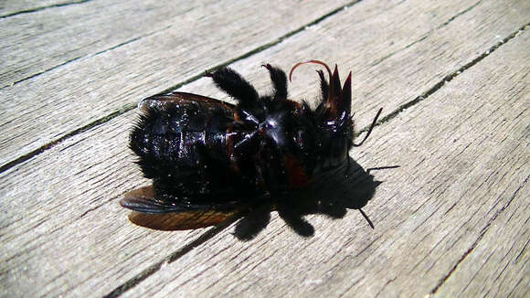 Image of Xylocopa similis Smith 1874