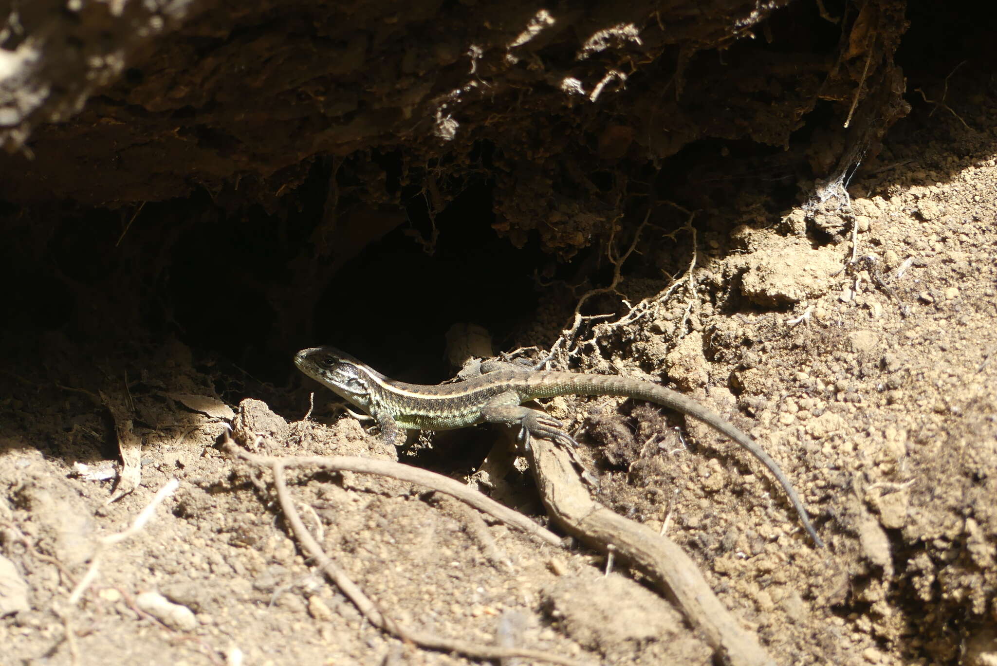 Image of Painted Tree Iguana