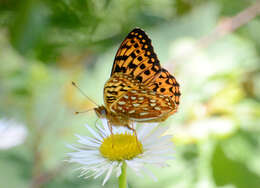 Image de Speyeria zerene hippolyta Edwards 1879