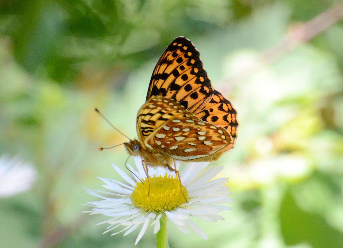 Image of Oregon silverspot butterfly