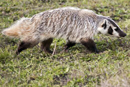 Image of badger