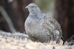 Imagem de Dendragapus fuliginosus (Ridgway 1873)