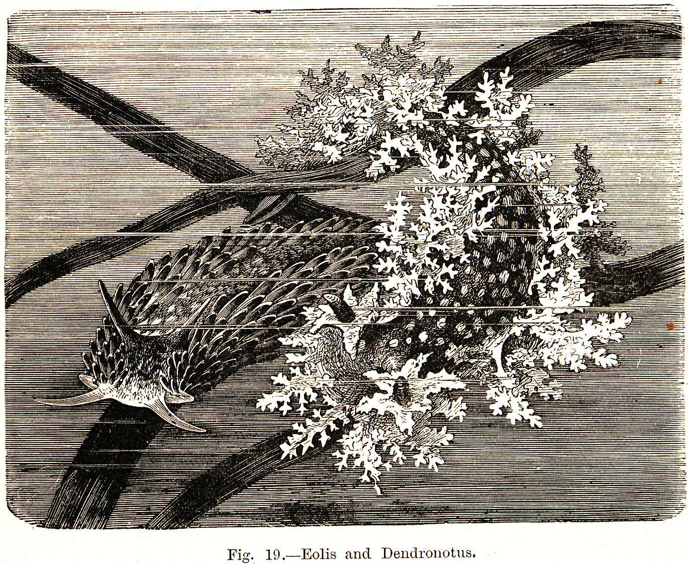 Image of Dendronotidae Allman 1845