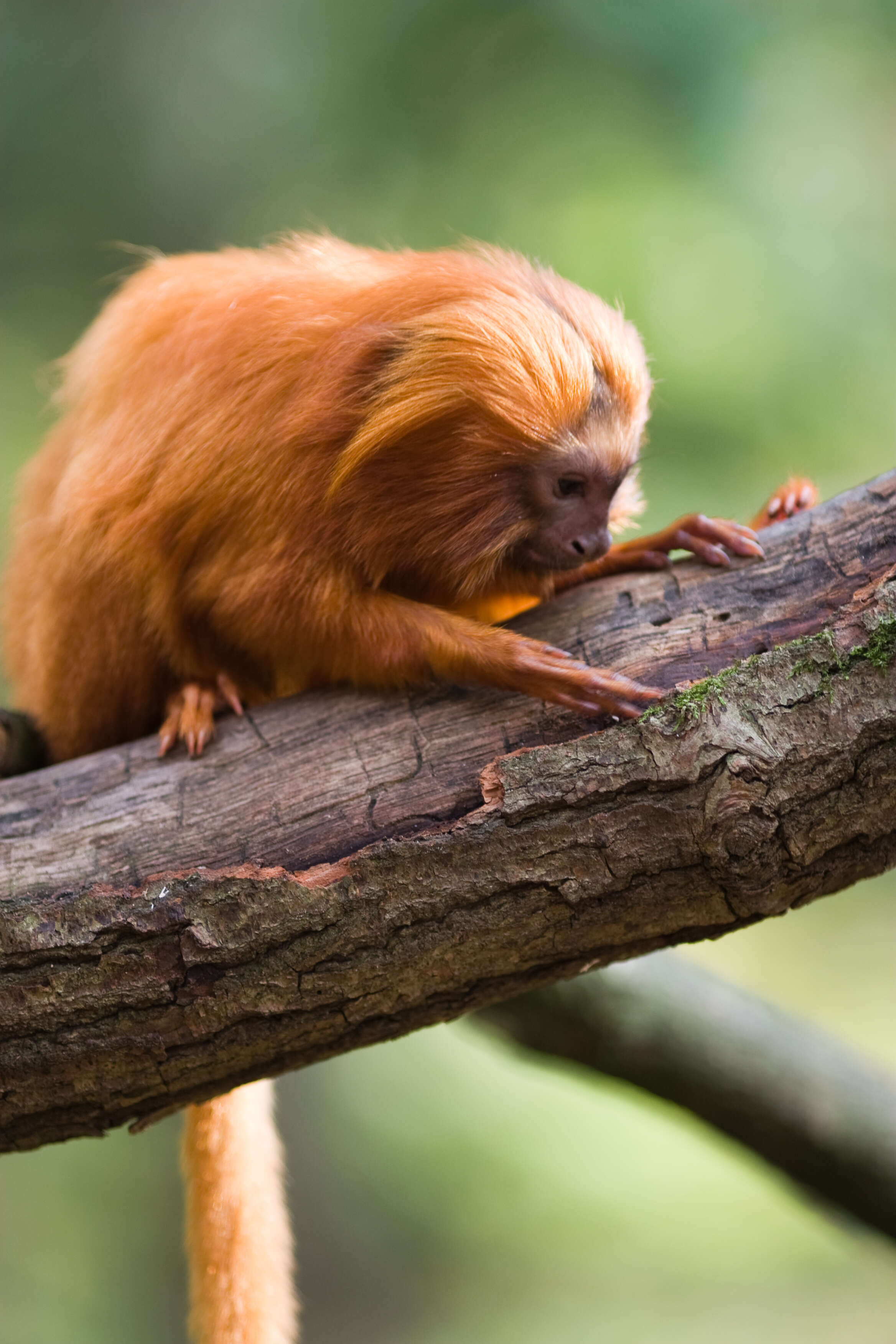 Image of Golden Lion Tamarin