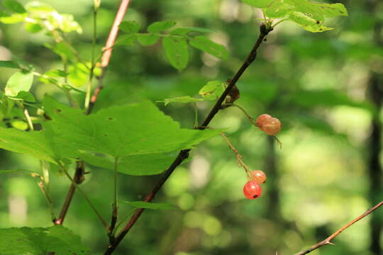 Image of Ribes latifolium Jancz.