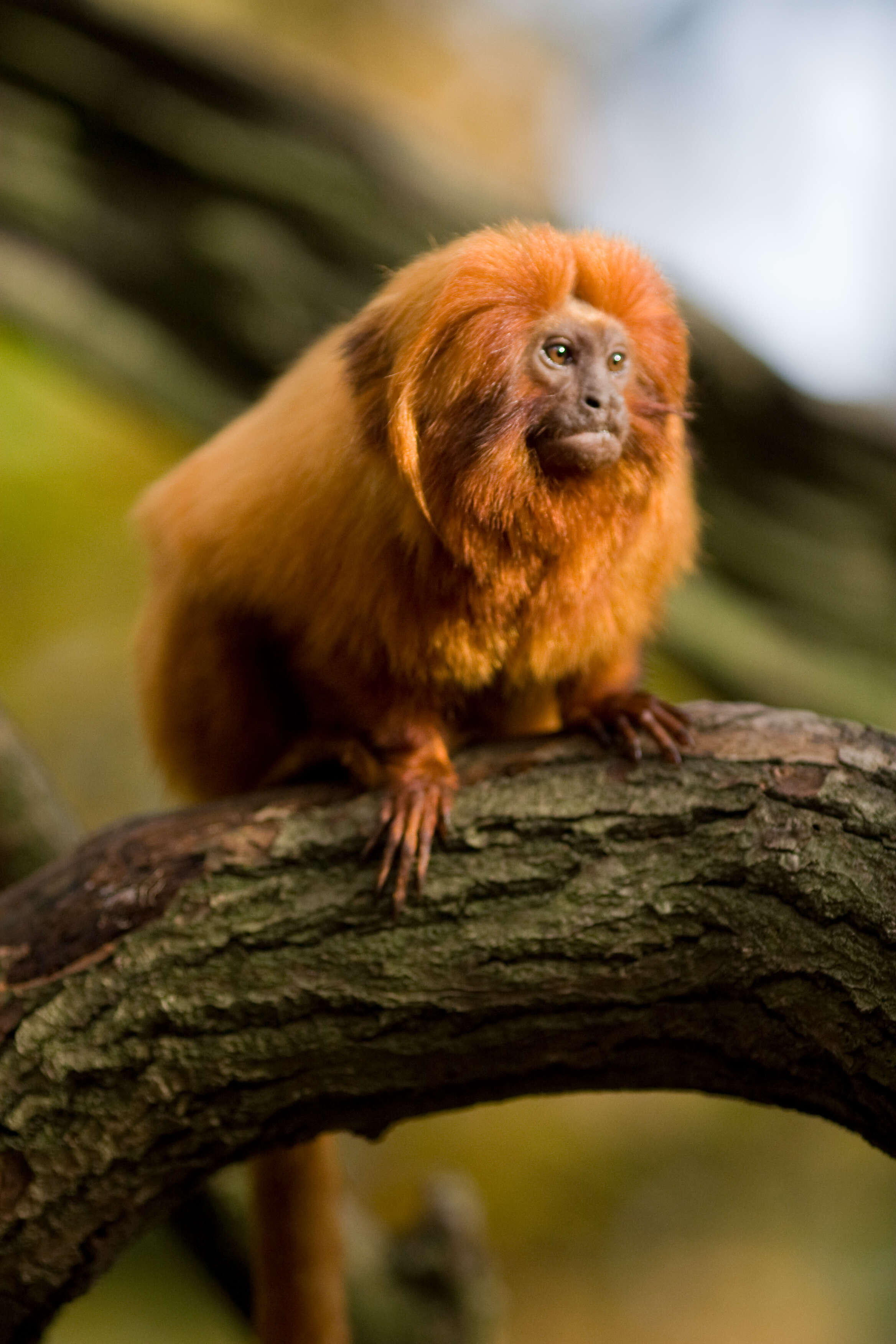 Image of Golden Lion Tamarin