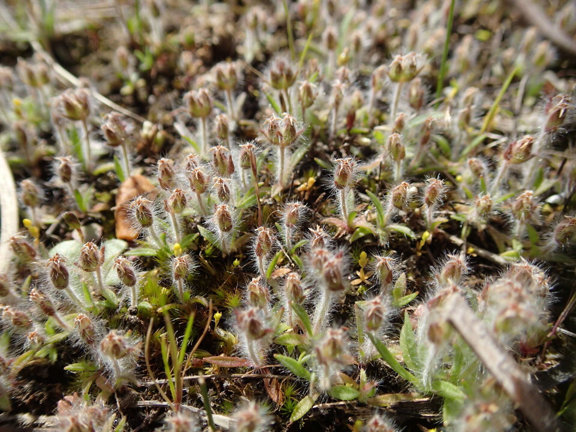 Image of Plantago bellardii All.