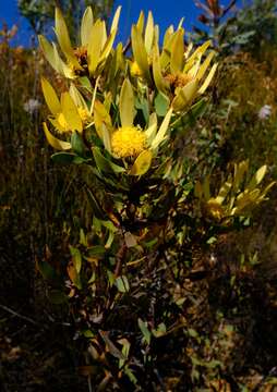 Image of Leucadendron gydoense I. Williams