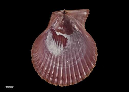 Image of noble scallop