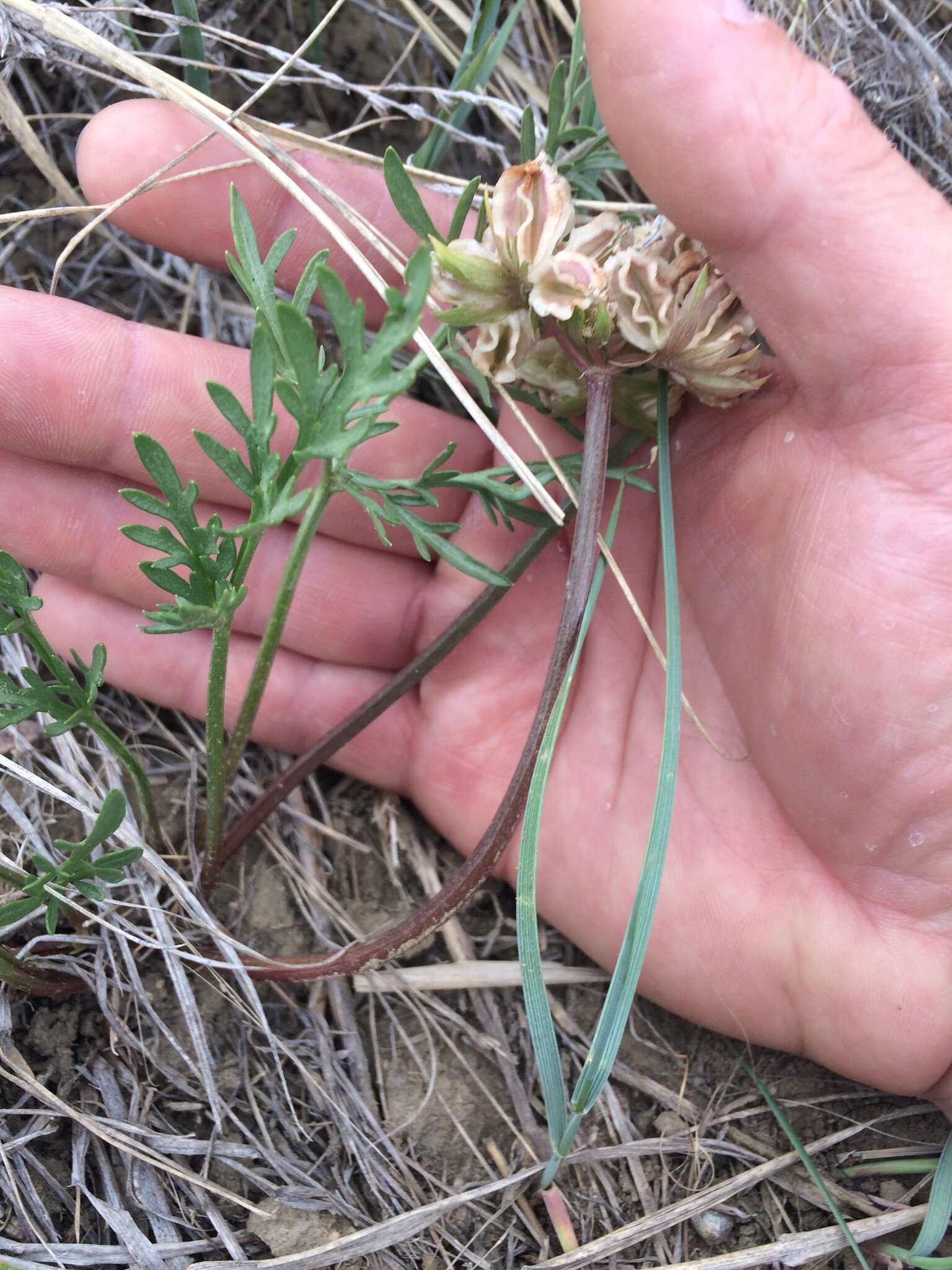 Cymopterus glomeratus DC.的圖片