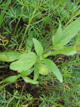 Image de Tridax trilobata (Cav.) Hemsl.