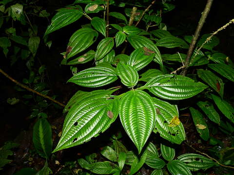 Imagem de Miconia septuplinervia