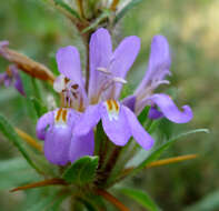 Image of Hygrophila schulli (Buch.-Ham.) M. R. Almeida & S. M. Almeida