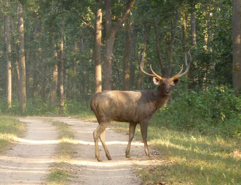 Image of Sambar