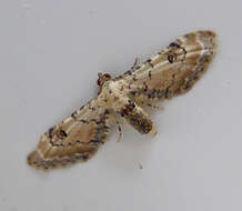 Image of lime-speck pug