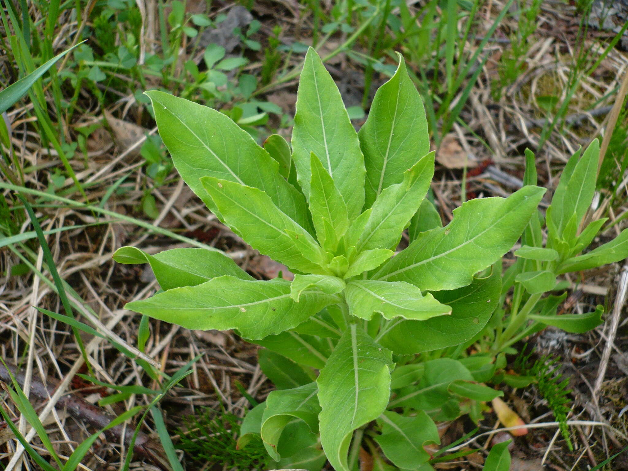 Imagem de Oenothera villosa Thunb.