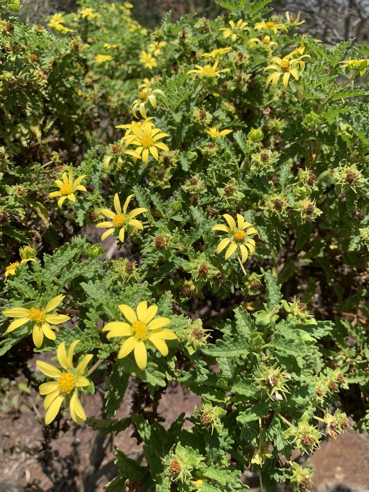 Image of Lecocarpus darwinii H. Adsersen