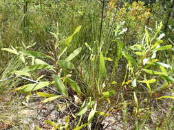 Image of Hakea benthamii I. M. Turner