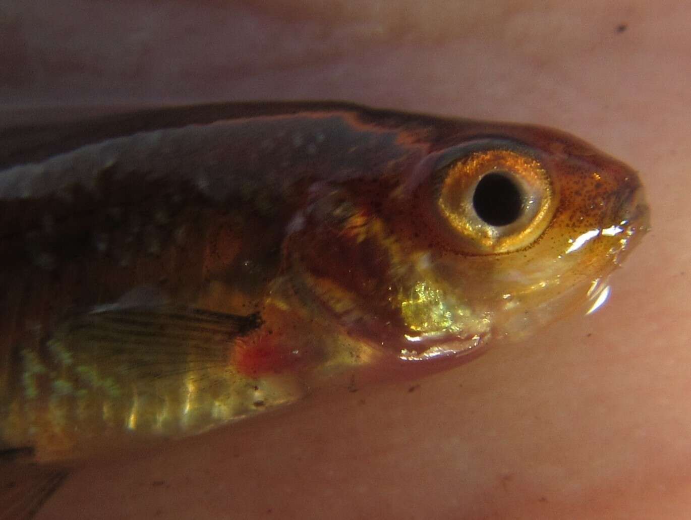 Image of Sickle barb
