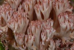 Image of Cauliflower coral